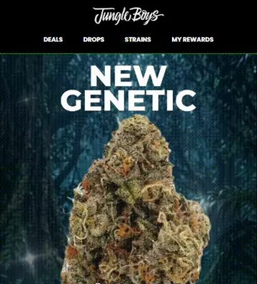 🐸 31% THC & 3.6% Terps > 100% WILL SELL OUT