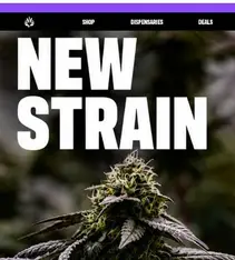 Fresh Strain Drops Have Arrived 🍃