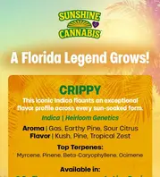 The Spotlight is on these strains 🔦