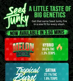 A Little Taste of Big Genetics with Seed Junky minis🔥