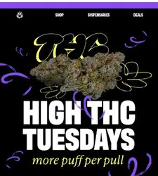 THC LEVELS: MASSIVE🔥🔥🔥
