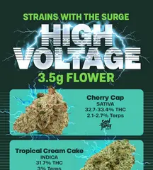 High Voltage Flower Is Taking Over Today ⚡